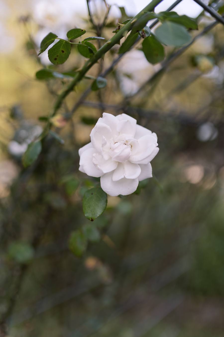 A single white rose in bloom on the garden arch