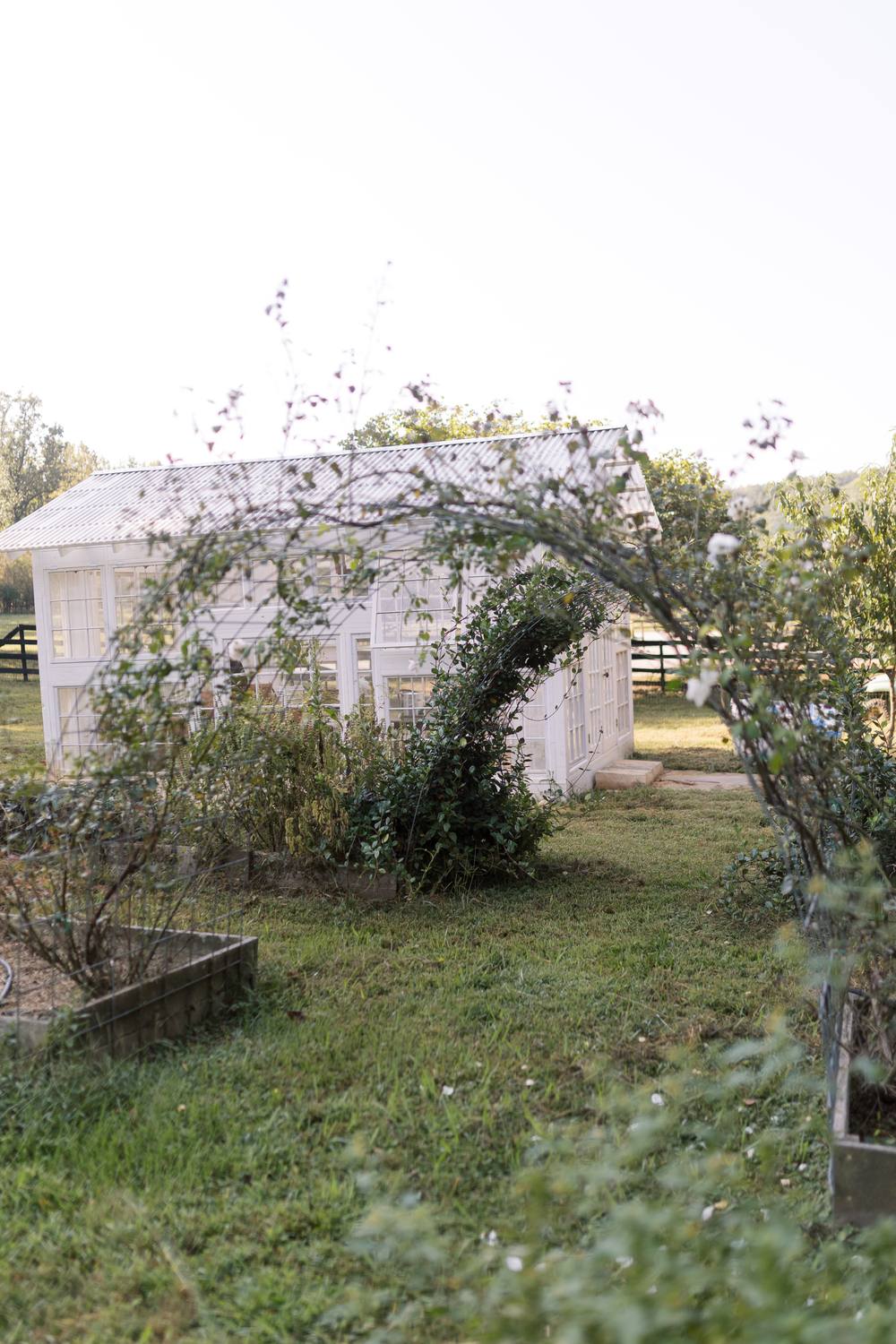 Wire arches of climbing roses framing the greenhouse at the end of the garden path